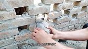 围墙上突然露出一颗狗头，看清楚后，赶紧来帮忙