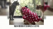 猫咪最讨厌的行为，你看你中了几个？