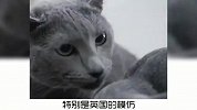 宠物冷知识：蓝猫为什么叫蓝猫？又学到了
