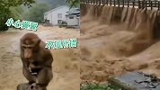 武夷山景区遭暴雨侵袭全面闭园 猴子被洪水围困蹲在石桥上避险