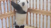熊猫宝宝：我的小短腿已经很努力了！看完忍住别笑