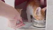 主人偷偷给新来的猫咪加餐，原住猫看到后，举动太好玩了