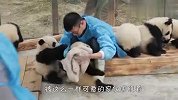 做熊猫饲养员有多幸福？妥妥的拉仇恨，网友：我慕了！