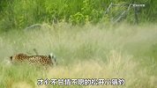 花豹偷袭小猎豹，仅一招就让它瘫软倒地，猎豹妈妈不惜以命相搏