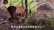 花豹趴在狗洞口“剧烈抽搐”，路人小心靠近后，才知是怎么回事！