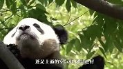 熊猫从树上掉了下来，结果奶爸没接住，场面笑爆了