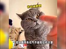 一身反骨的喵星人，不服就干！十斤的猫九斤的反骨