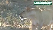 老虎VS狮子，两位食物链顶端的对决，究竟谁能获得最后的胜利？