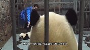 眼看着娃儿被抱走，熊猫妈妈：没见我吃着苹果吗？