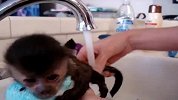 搞笑-20120308-超萌猴子洗澡