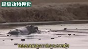 鳄鱼被河马紧追不舍，不断的啃咬鳄鱼尾巴，鳄鱼到处转圈与河马周旋