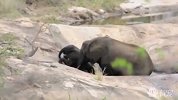 感人！大象妈妈舍身救出落水小象