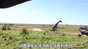 五只猎豹仗着数量多，竟对长颈鹿母子发起进攻，逼得长颈鹿出绝招