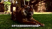 百兽之王老虎，刚出生就这么“凶猛”，网友-有些呆萌！