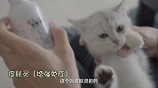 喵呜记 第1集：初次见面，请多关照