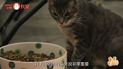 医生居然让主人给怀孕的猫吃这个，猫笑哭了