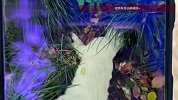 上海一小区流浪猫接连异常死亡！居民心惊：草地上掉的东西都不敢捡