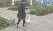 女子宠物鸭丢失痛哭登寻鸭启事：本打算吃掉 但养出了感情