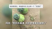 女子发现“东西瓜”双胞胎，上面西瓜下面冬瓜，网友：里面啥样？