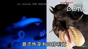 数码-3亿年活化石盲鳗恐怖真面目首次曝光
