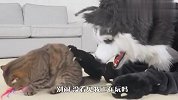 主人扮成哈士奇，家里的猫咪看到后，反应太逗了
