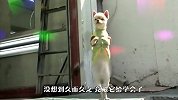 自从狗狗学会了广场舞，再也停不下来了，网友：比我会跳！