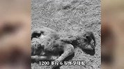 内蒙古牧民称22头骆驼被狼咬死，当地回应