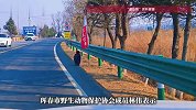 吉林国道现“巨鸟”过马路，神情淡定，当地：是“座山雕”，开春时节出来觅食