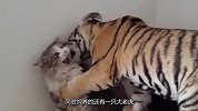 和小老虎一起长大的猫咪，走起路来六亲不认，仿若大佬！