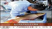 南宁市民钓起70厘米巨型大鲤鱼