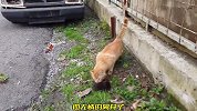 好可爱的小黑猫，却趴在墙头瑟瑟发抖，小家伙的样子实在太可怜了