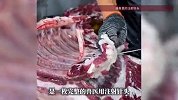 男子称猪肉里吃出“尖锐异物”，吐出一看竟是兽医用注射针头