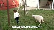 小羊冲向小女孩，临到身前猛然减速，接下来的举动太暖心