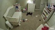 呆萌狗生欢乐多！狗狗不被允许进入婴儿房偷偷进