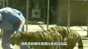 老虎冲出铁门，扑倒饲养员，却被饲养员揪住耳朵，拎进铁笼里！