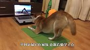 柴犬趁主人不在偷练瑜伽，姿势比人还标准，这怕不是成精了吧