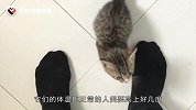 猫喜欢和人一起睡觉，究竟是因为什么？原来是因为这个