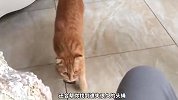 猫咪临终前的征兆，有什么奇怪表现？