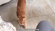 宠物解说：猫咪临终前的征兆，有什么奇怪表现？