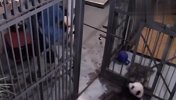 快来人啊，这里有两只熊猫越狱！镜头记录爆笑全程