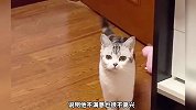 猫咪喜欢主人奇怪的表现，你家猫有这些行为？