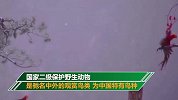 太美了！雪地里的红腹锦鸡每一帧都是国画