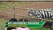 江苏一动物园的“斑马”走红网络 真相令人大跌眼镜