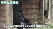 小猩猩不断在猩爸面前捣乱，做出各种搞怪举动，猩爸被气疯了
