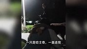 两女子遛狗不牵绳，男子提醒反被抢手机辱骂殴打，警方拟刑事立案