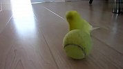 [搞笑]BirdBalancesonTennisBall