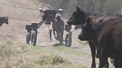 这农场机器人，四条长腿全地形通吃，能除草还会放牛