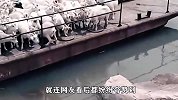 羊跳上船的一刹那太帅了，竟完美避开了栏杆，网友-这是高手！