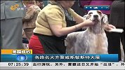 早安山东-20130214-各路名犬齐聚威斯敏斯特犬展