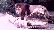 雄狮第一次见儿子，整颗心都被萌化了-这儿子也太可爱了
